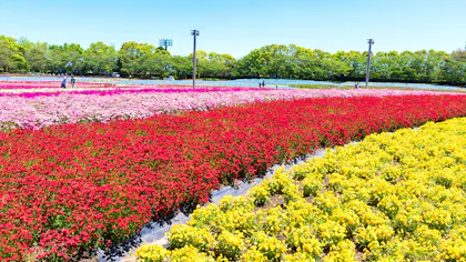春のお出かけにもおすすめ！花の名所に近い温泉宿　西日本編