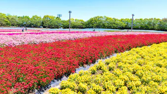 春のお出かけにもおすすめ！花の名所に近い温泉宿　西日本編