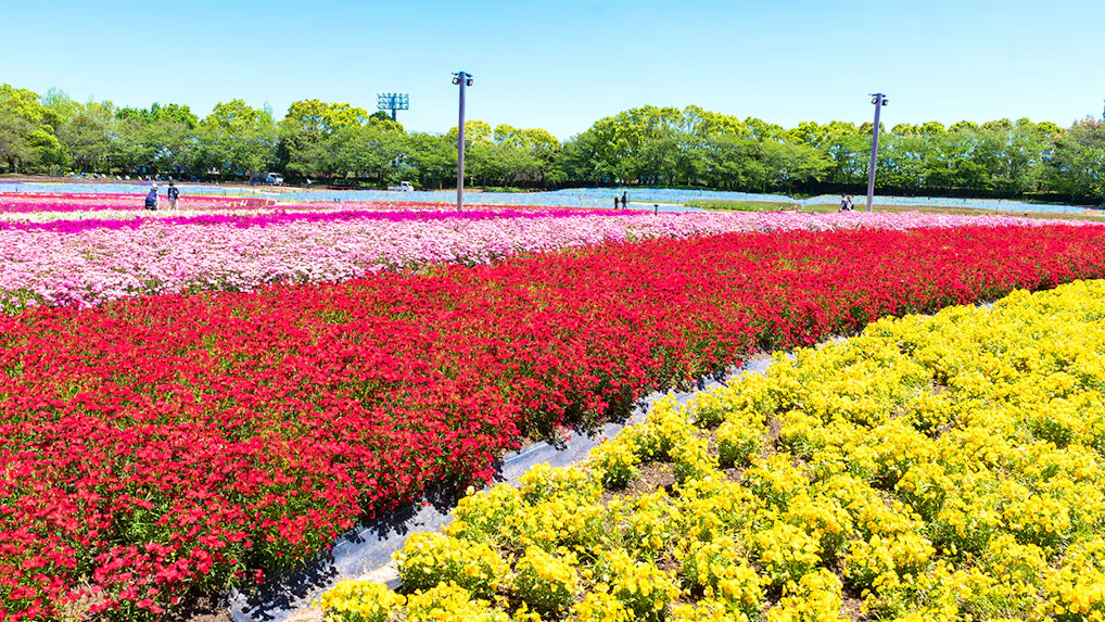春のお出かけにもおすすめ！花の名所に近い温泉宿　西日本編
