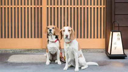 【全国編】ペットと一緒に泊まれるバケーションレンタル特集