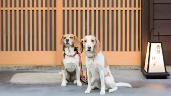 【全国編】ペットと一緒に泊まれるバケーションレンタル特集