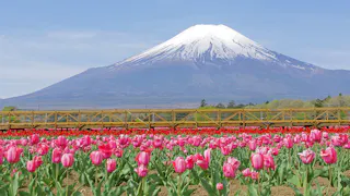 春のお出かけにもおすすめ！花の名所に近い温泉宿5選　東日本編