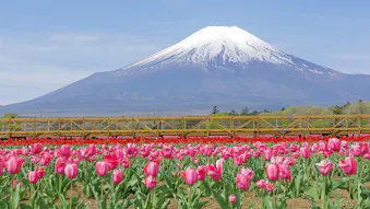 春のお出かけにもおすすめ！花の名所に近い温泉宿5選　東日本編
