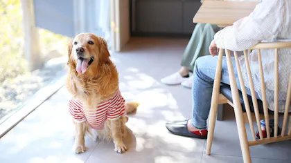 淡路島でペットと泊まれるバケーションレンタル5選