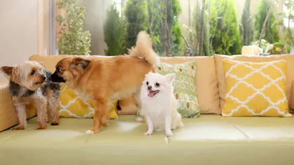 【関東】ペットと泊まれる、露天風呂付客室がある宿8選＆一緒に楽しめる観光スポットをエリア別にご紹介！