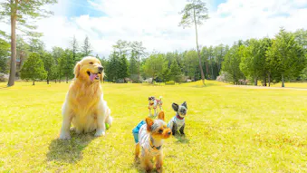 大型犬も滞在OK！ペットと一緒に泊まれるおすすめの宿
