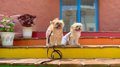 ペットと泊まれる、三重のおすすめ宿